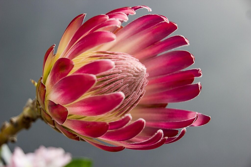 Protea flower representing resilience and transformation — Bridging Momentum Waves executive leadership coaching South Florida